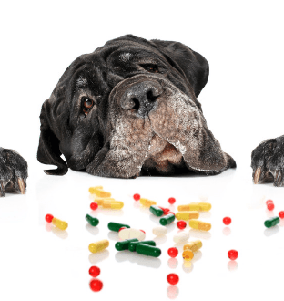 dog-food-supplements