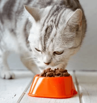 cat-dry-food