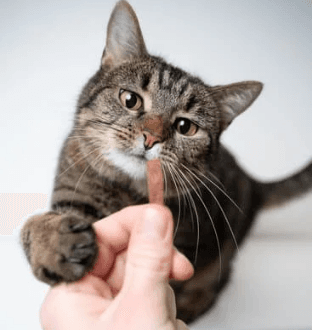 dental-treats-for-cat