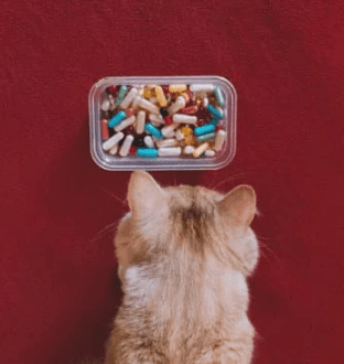 cat-food-supplements