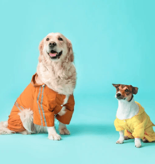 dog-clothes-online-india