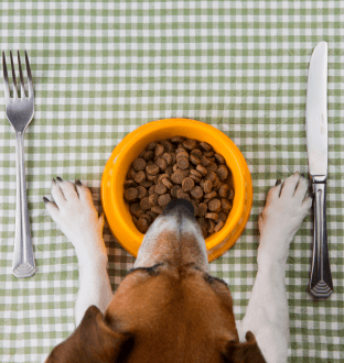 dog-dry-food
